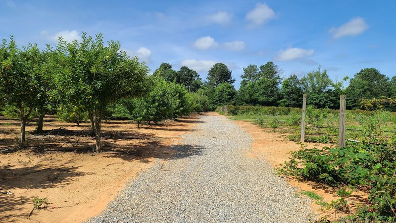 This Georgia Orchard Lets You Pick Juicy Asian Pears Straight From The Trees - Decor Hint Smart Tips For A Comfortable Picking Day