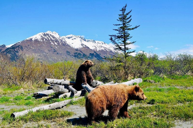 Alaska Wildlife Conservation Center, Girdwood