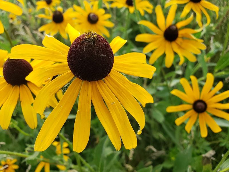 These 10 Nebraska Nature Escapes Come Alive With Wildflowers And Birds Every Summer - Decor Hint Ponca State Park, Ponca