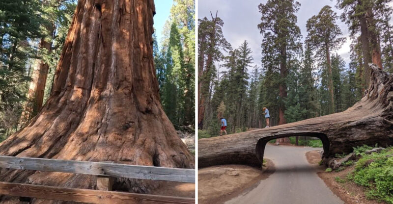 Inside A California Forest Stands A Tree So Massive It Takes A Crowd To Circle It