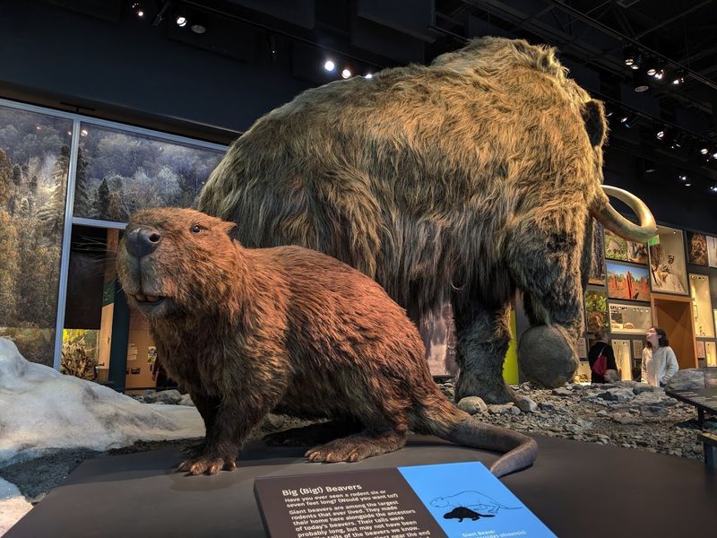 An Underrated Minnesota Planetarium Offers An Ethereal Experience - Decor Hint Wildlife Dioramas Worth Every Minute