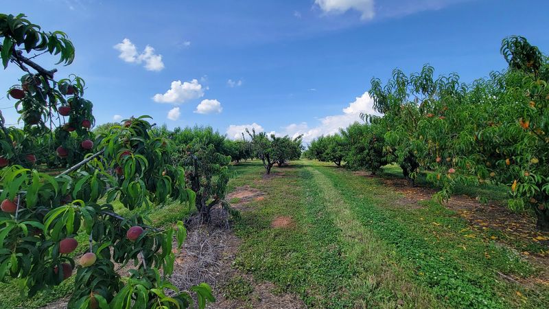 Gregg Farms, Concord
