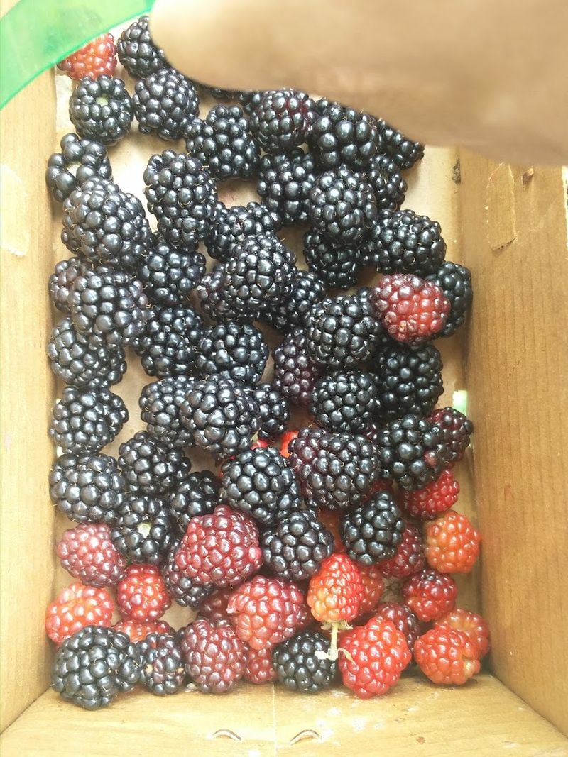 These North Carolina Blackberry Farms Are Entering Their Sweetest Picking Weeks - Decor Hint Lineberger's Maple Springs Farm