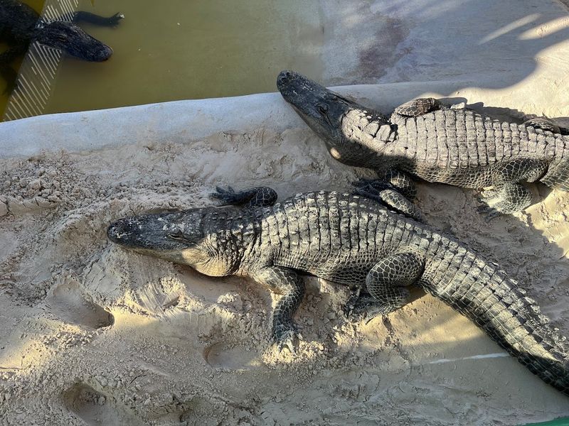 Everglades Holiday Park
