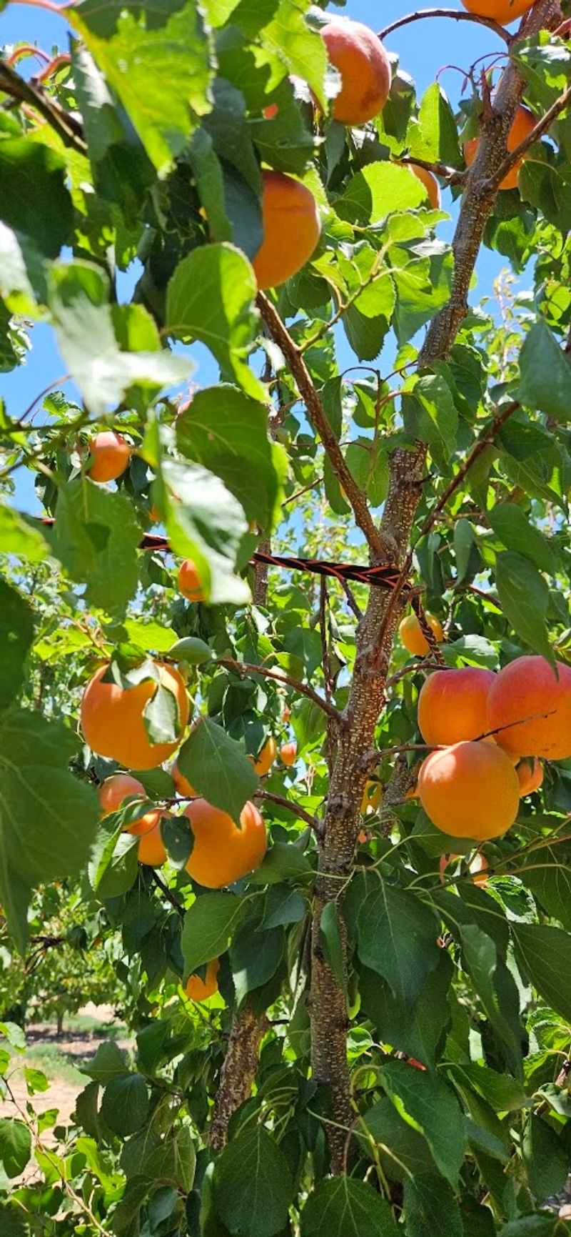 California Peach Season Is Here And These 10 Orchards Belong On Your Summer Road Trip - Decor Hint Peaches LA Orchard, Littlerock