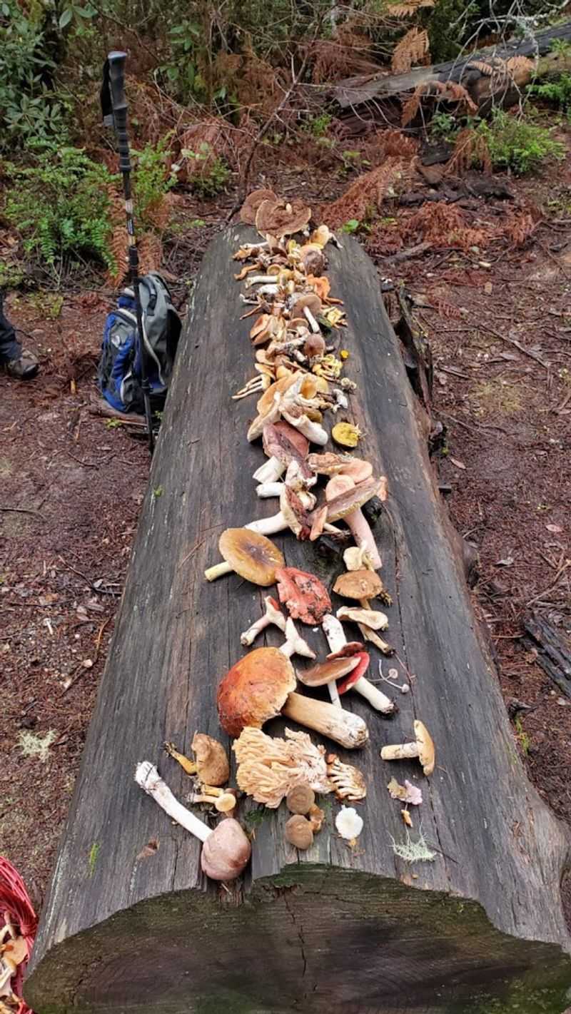 This California Foraging Adventure Turns Bay Area Parks And Beaches Into A Wild Food Classroom - Decor Hint Go Mushroom Hunting During The Right Season