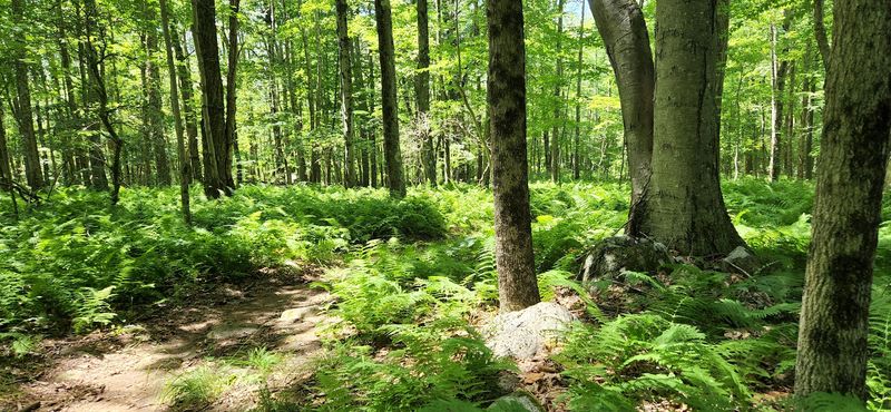 8 Quiet Hiking Trails In Connecticut That Tourists Haven't Discovered Yet - Decor Hint Prospect Mountain Preserve, Litchfield