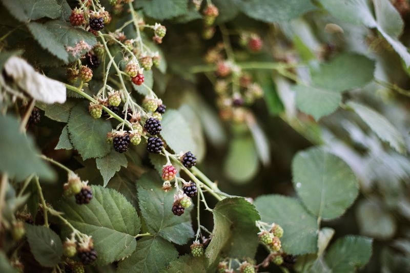 Stone Soup Farm & Heritage Orchard, Oak Glen
