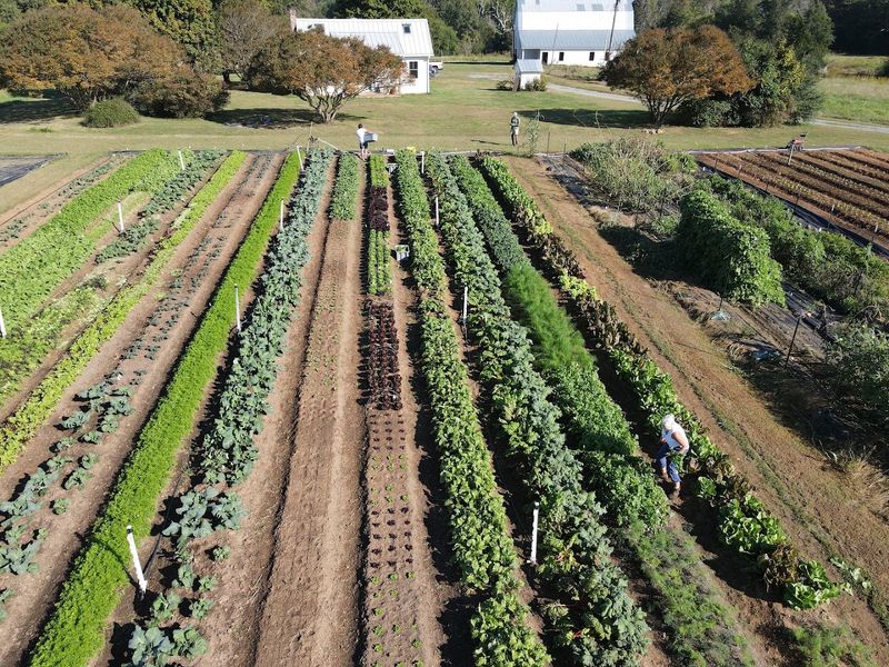 These North Carolina Blackberry Farms Are Entering Their Sweetest Picking Weeks - Decor Hint WildSide Farm