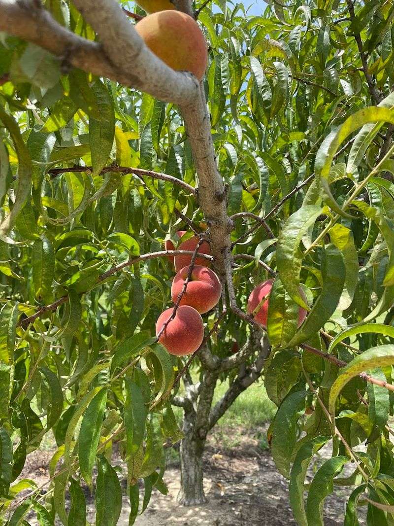 Bynum Peach Farm