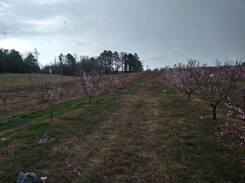 Pee Dee Orchards