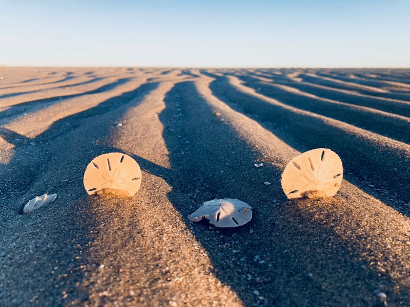 This North Carolina Island Has Five Miles Of Beach But No Hotels, Shops, Or Restaurants - Decor Hint Shell Hunting Turns An Ordinary Walk Into A Coastal Treasure Search