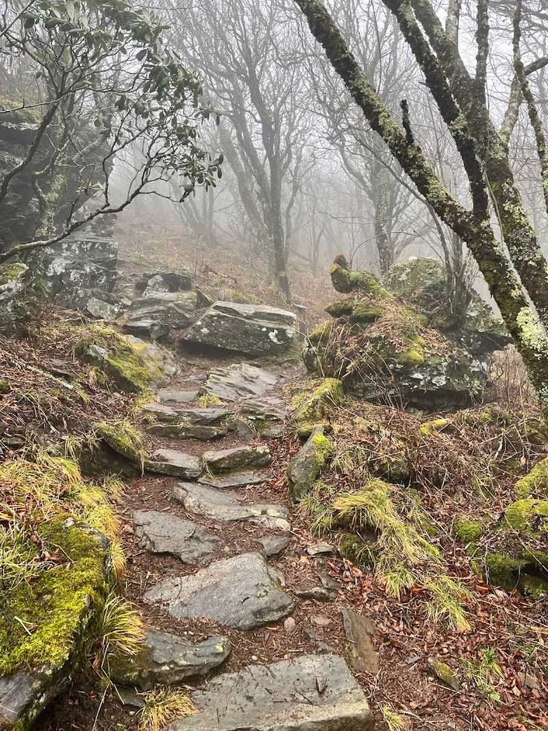 Let The Mist Make The Woods Feel Unreal