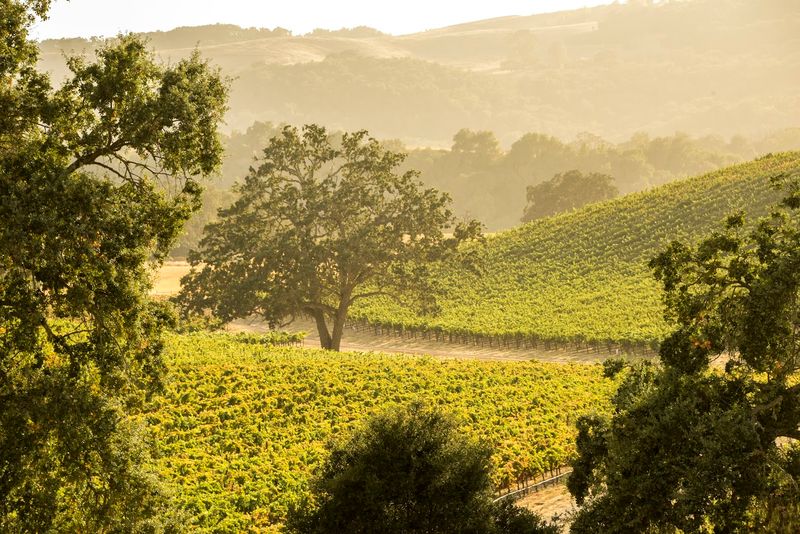 Paso Robles, California Mid-State Fair (July 15–26, 2026)