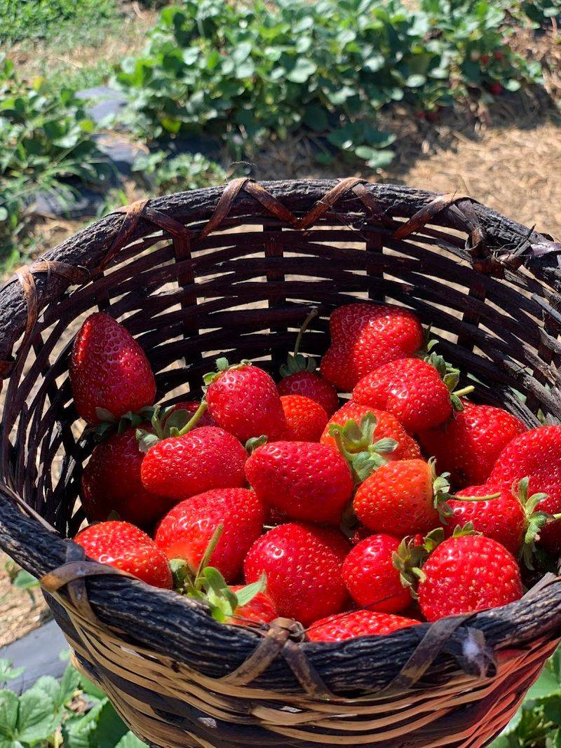 Nelson Produce Farm, Valley