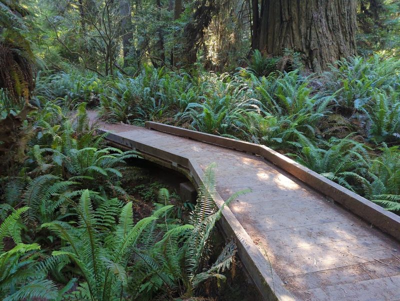 Simpson-Reed Trail, Jedediah Smith Redwoods State Park