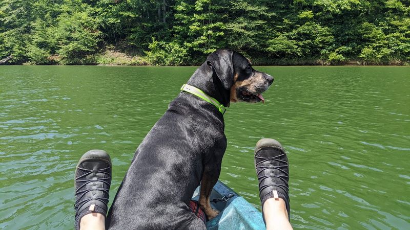 9 Kentucky Lake Parks And Waterfront Areas Your Pup Will Absolutely Love - Decor Hint Yatesville Lake State Park