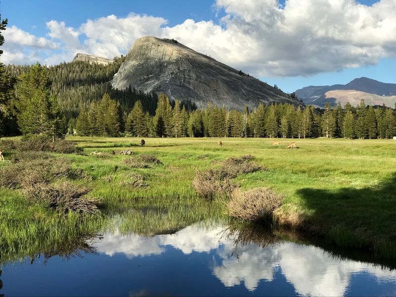 11 California Nature Escapes Where Wildflowers, Birds, And Green Summer Scenery Come Together - Decor Hint Tuolumne Meadows, Yosemite National Park