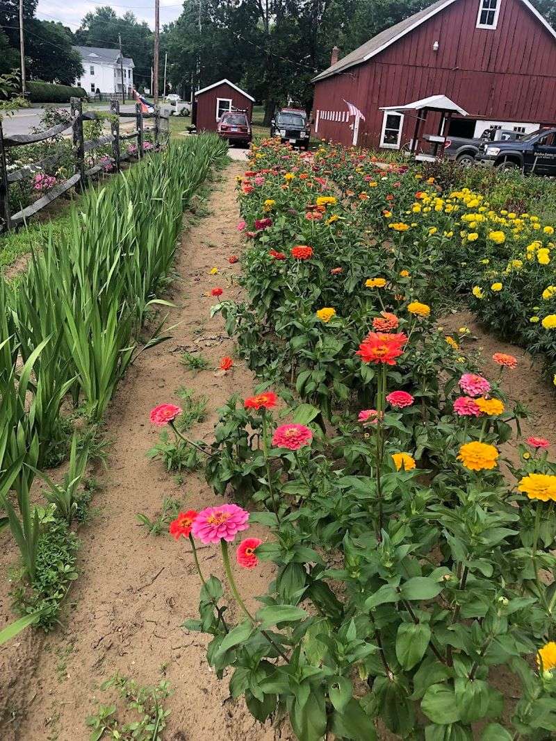Bordua Farms, South Windsor