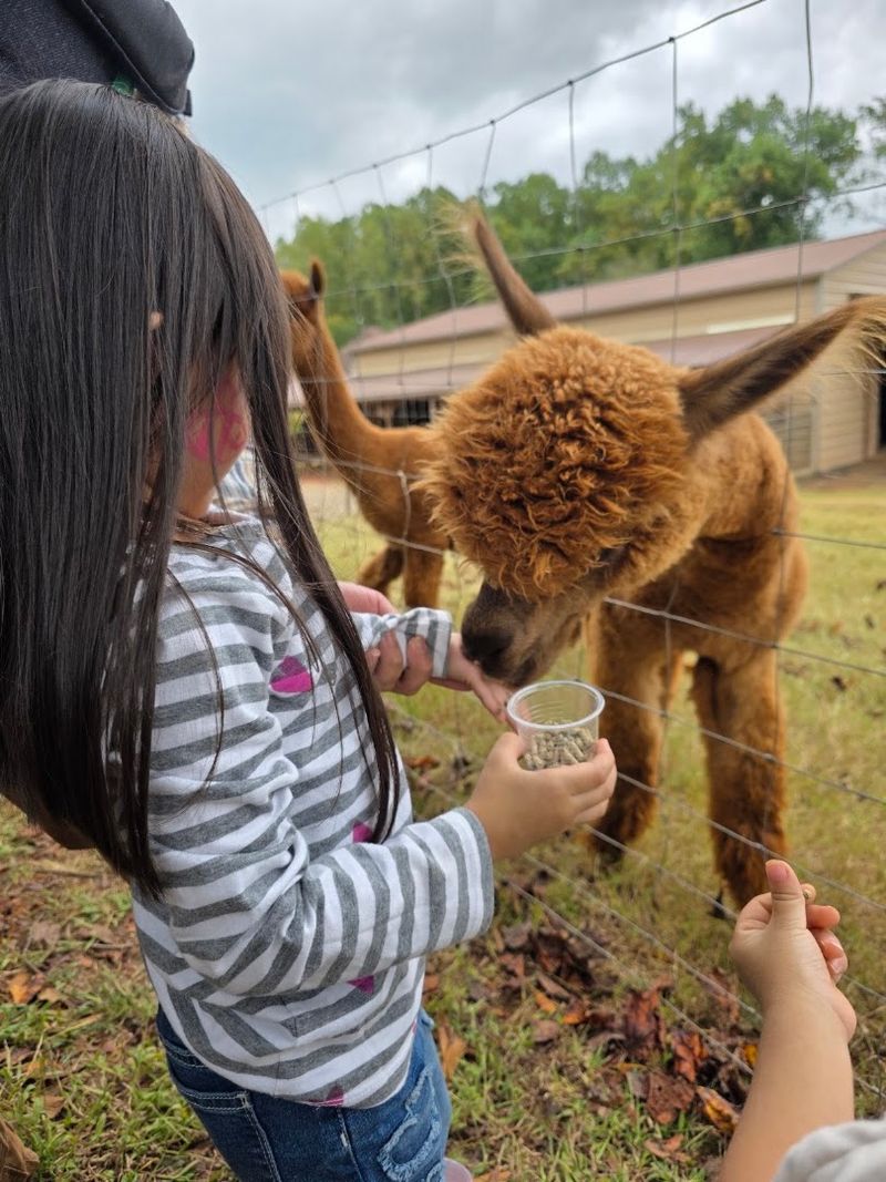 This Adorable North Carolina Farm Offers Scenic Walks With Friendly Alpacas - Decor Hint Feed The Herd And Watch Their Funniest Reactions