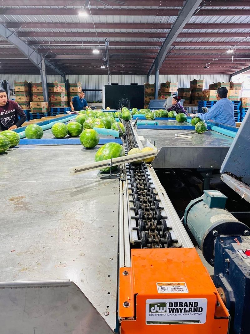 Trace The Melons From Field To Western Grocery Stores