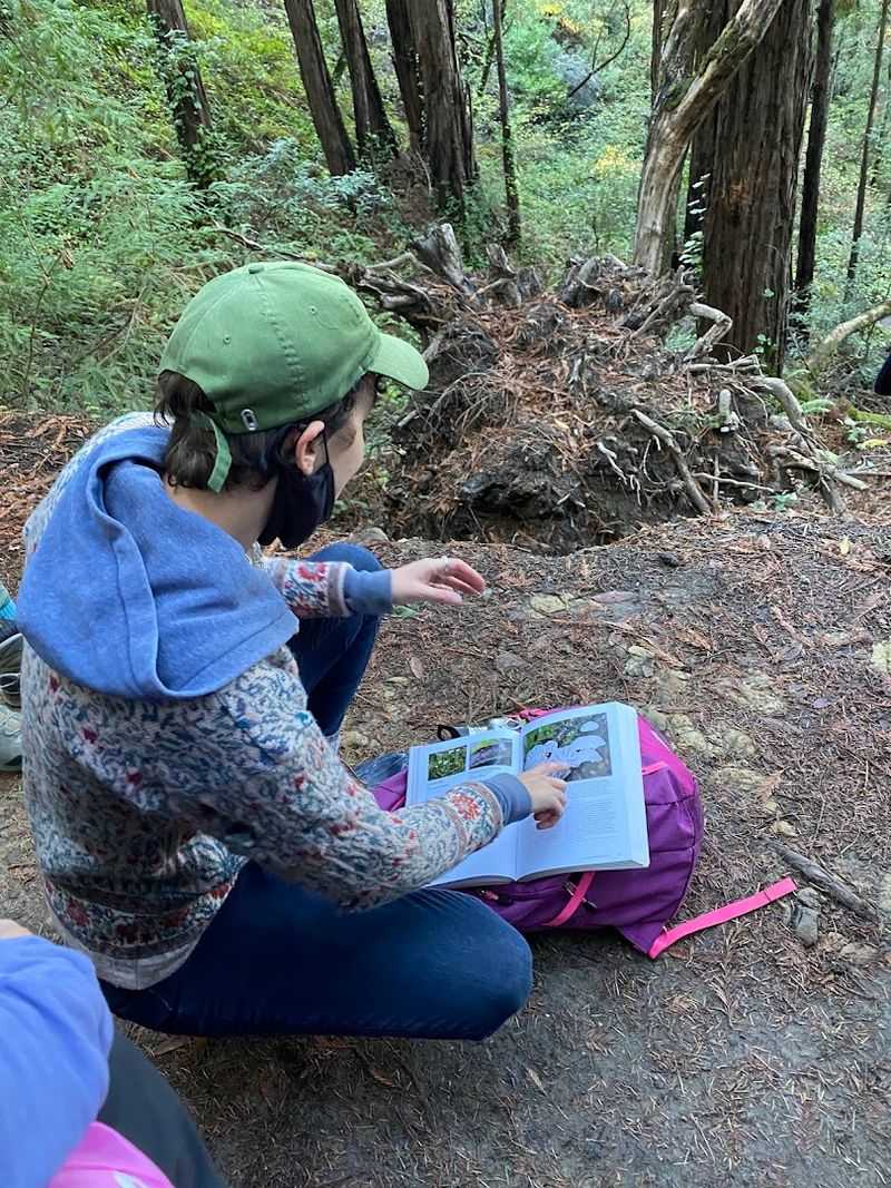 This California Foraging Adventure Turns Bay Area Parks And Beaches Into A Wild Food Classroom - Decor Hint Discover Foods Hiding In Familiar Places