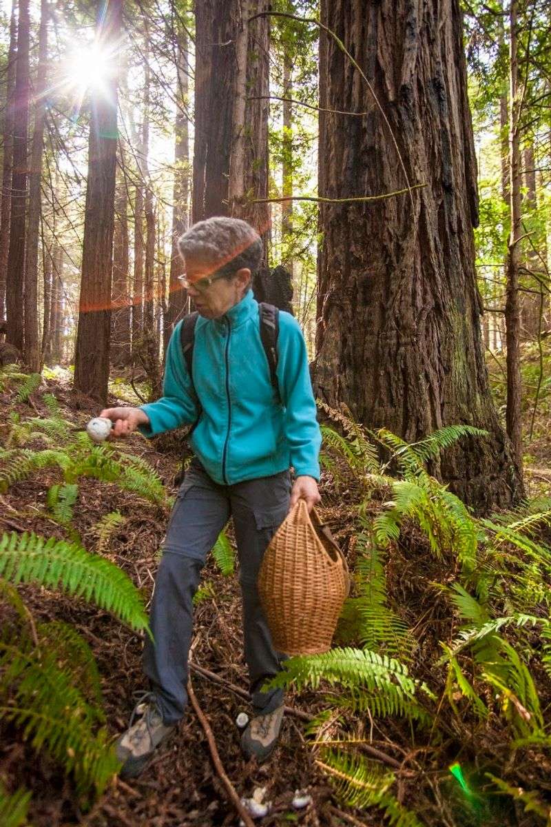 This California Foraging Adventure Turns Bay Area Parks And Beaches Into A Wild Food Classroom - Decor Hint Explore Far More Than San Francisco