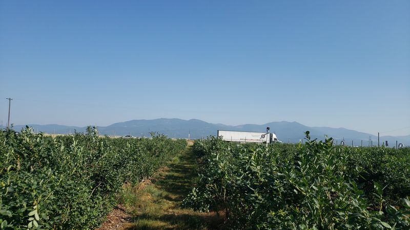 This North Idaho Farm Lets You Pick Eight Varieties Of Blueberries During Peak Summer - Decor Hint Check The Farm's Ripening Updates Before Making The Drive