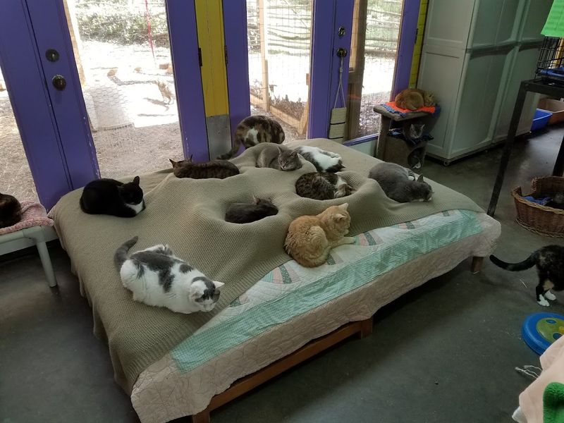 You May Meet The Cat That Completely Changes Your Visit