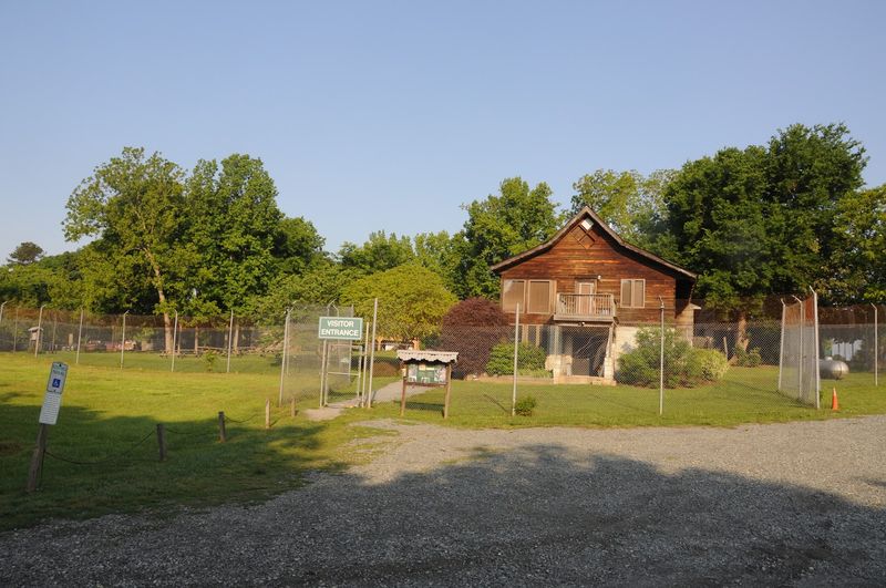 This North Carolina Sanctuary Gives Rescued Tigers A Permanent Home And Only Lets Visitors Inside On Guided Tours - Decor Hint Understand The Problems Behind Private Wild-Cat Ownership
