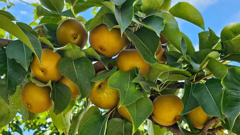 Come Back Later When Asian Pears Sneak Into The Season