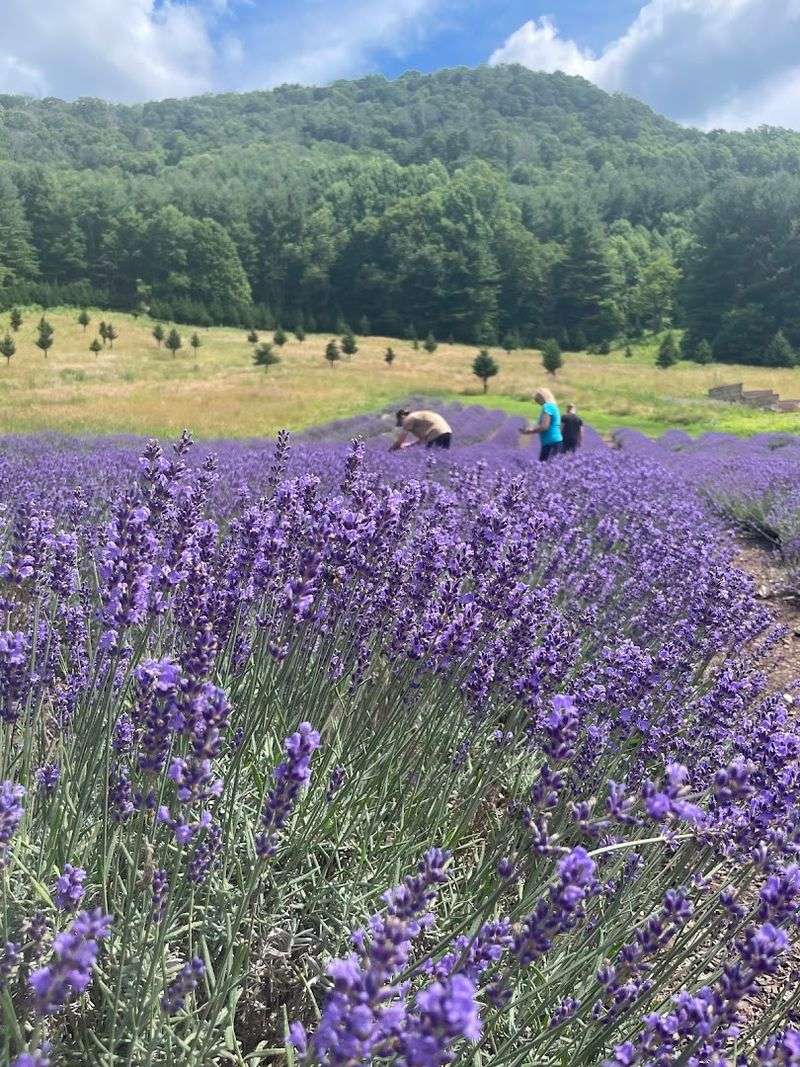 You Can Pick A Bundle That Feels Fresh From The Field