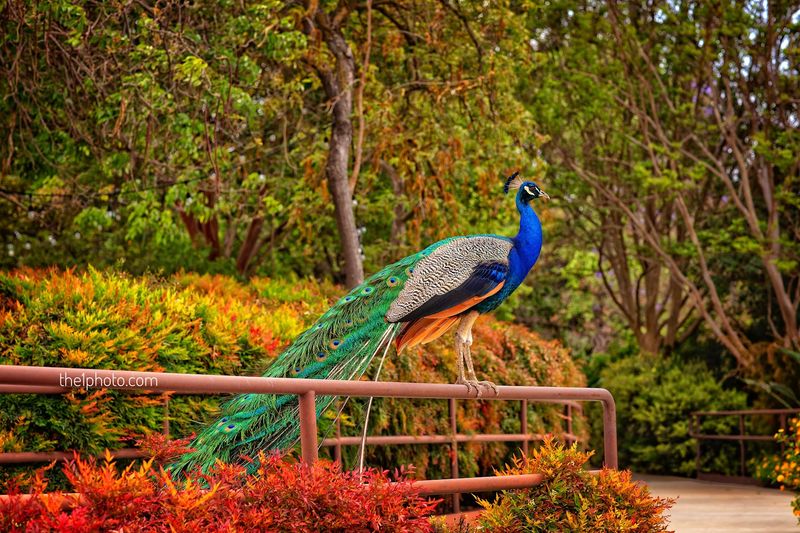 Follow The Peacock Walking Trail Like A Garden Treasure Map
