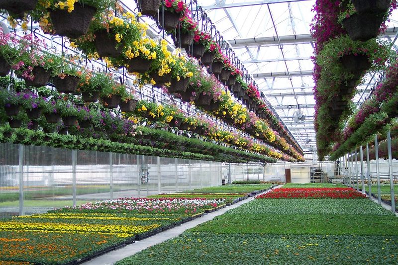 Check The Hanging Baskets Before They Disappear