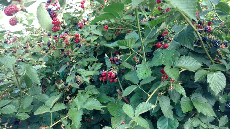 These North Carolina Blackberry Farms Are Entering Their Sweetest Picking Weeks - Decor Hint Blueberry Thrill Farm