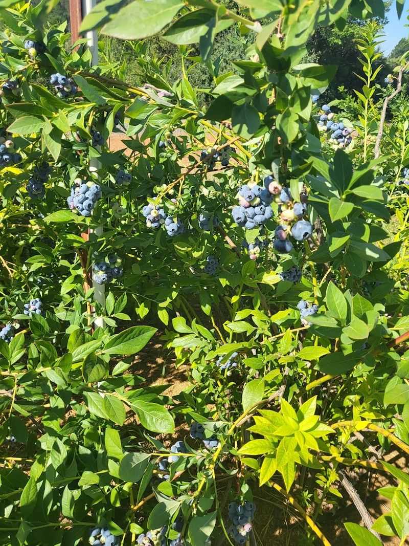 Freshly Picked Berries Are Weighed Before You Leave