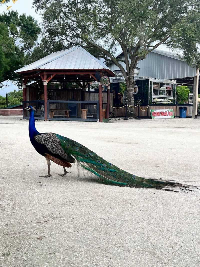 Private Animal Encounters To Book