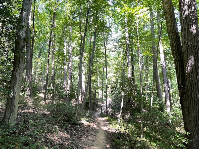 Most Travelers Speed Past This North Carolina County, Here's Why They Shouldn't - Decor Hint Shady Trails Keep The Mountain Cool-Down Going