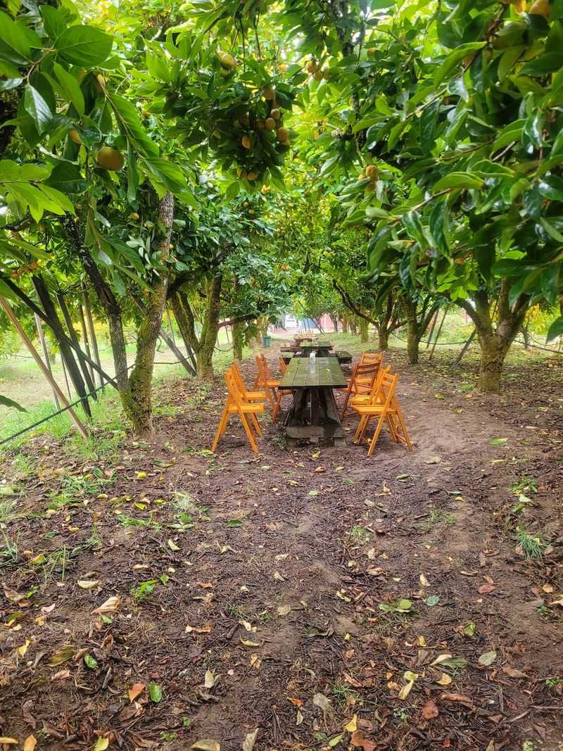 Explore A 14-Acre Organic Orchard In Sonoma County