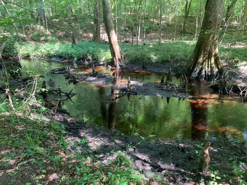 Let The Fossilized Shells Make The Trail Feel Stranger