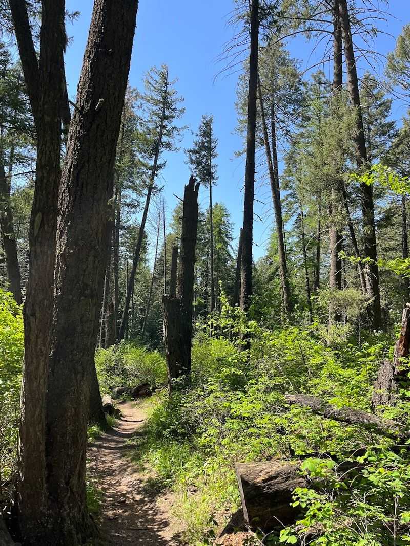 Know The Rules Before The Forest Magic Begins