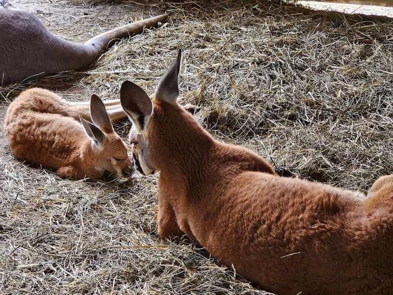 Wendt's Wildlife Adventure, Carlisle