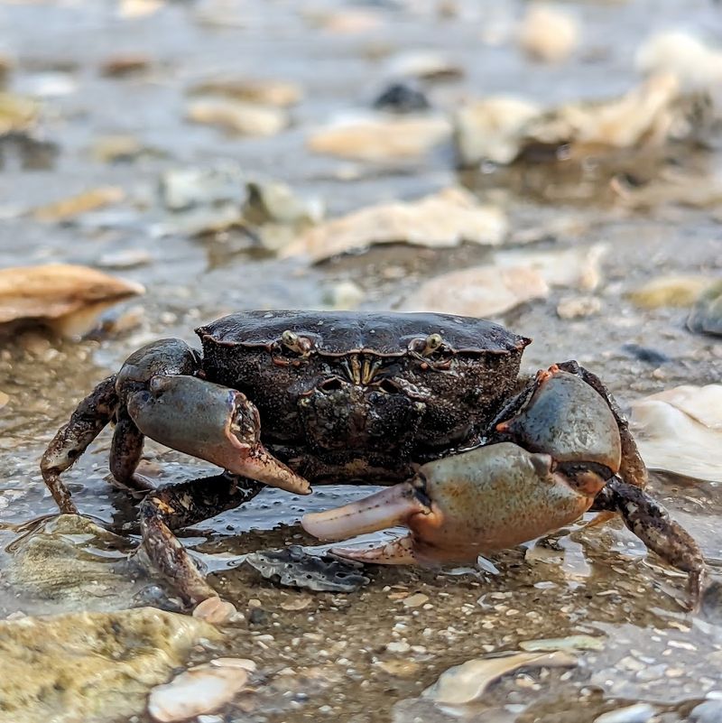 Head To This Underrated Georgia Beach For An Incredible Fossil Hunting Adventure - Decor Hint The Surprising Wildlife Encounters Along The Way
