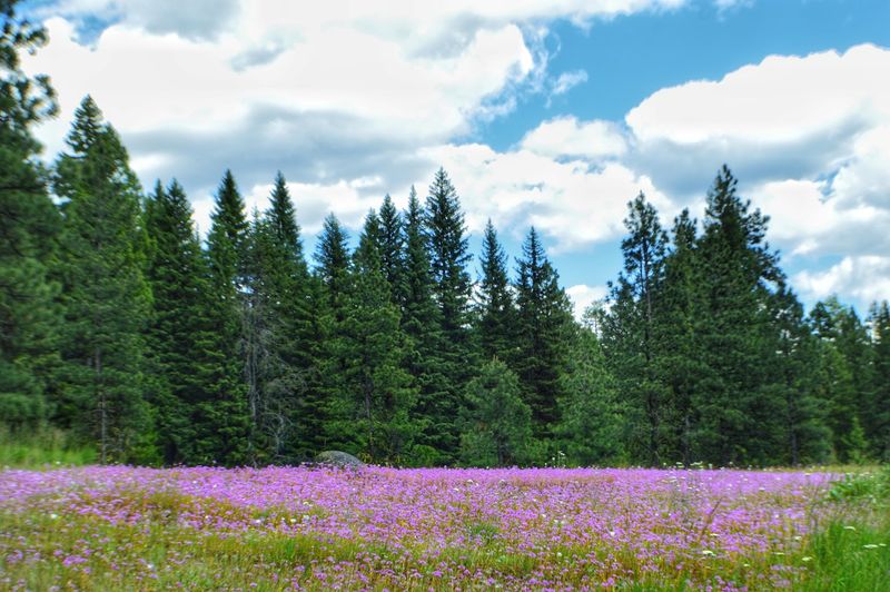 10 Idaho Outdoor Areas Where Visitors Should Stay Tick-Aware This Summer - Decor Hint McCall / Payette Lake Wooded Areas