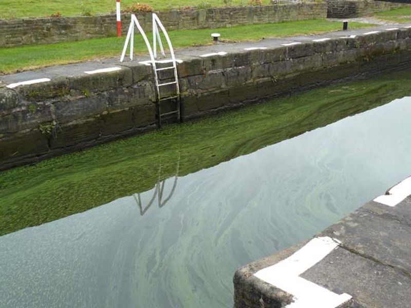 What Blue-Green Algae Actually Looks Like