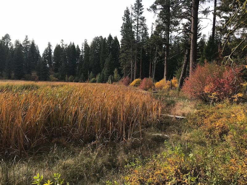 10 Idaho Outdoor Areas Where Visitors Should Stay Tick-Aware This Summer - Decor Hint Ponderosa State Park Area