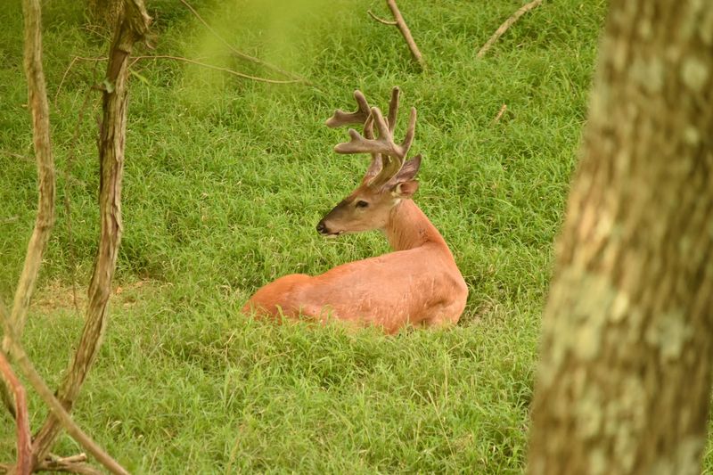 Salato Wildlife Education Center