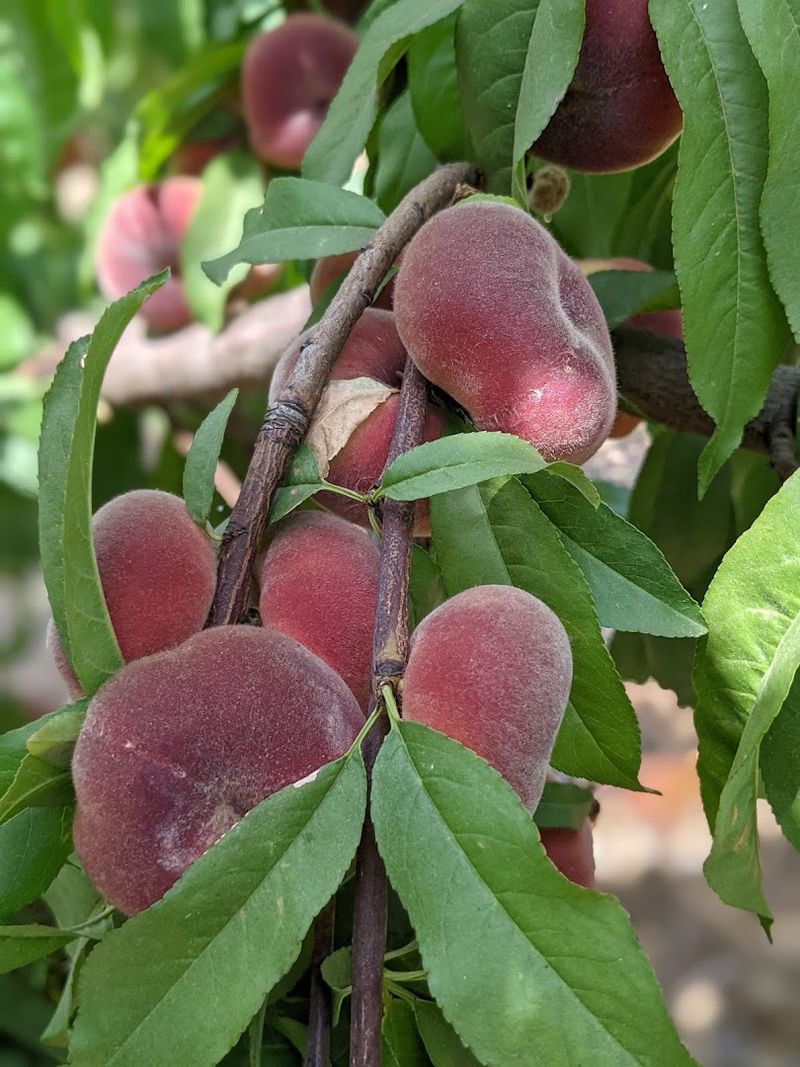 California Peach Season Is Here And These 10 Orchards Belong On Your Summer Road Trip - Decor Hint VanderHelm Farms, Modesto