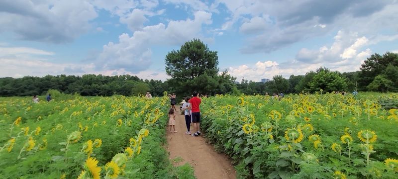 Dorothea Dix Park Sunflower Field