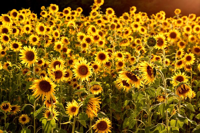 Wise Acres Organic Farm